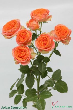 ROSE BR. JUICE SENSATION 40